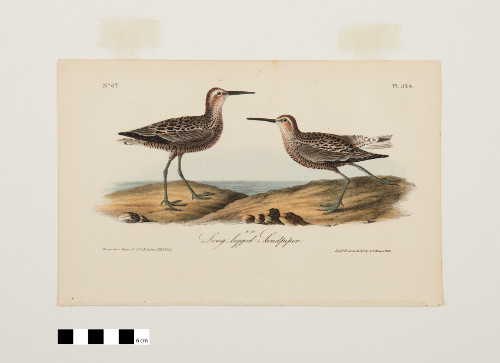 Long Legged Sandpiper