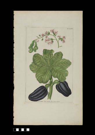 LXIX Anacardium Occidentale