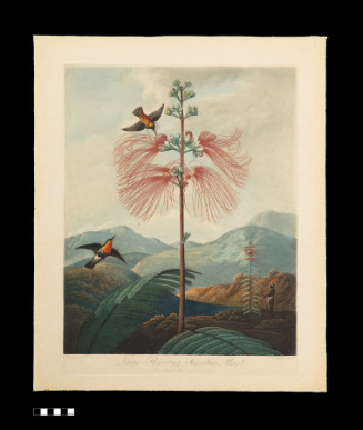 Large Flowering Sensitive Plant