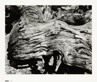 Bristle Cone Pine Forrest, CA 04 #2
