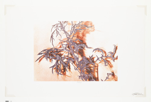 Ragweed