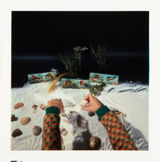 Photograph of a child's hands in colorful checkered sleeves reaching for assorted seashells scattered on bright white sand. Behind the shells sit small rectangular blocks depicting painted fish, arranged alongside a few sprigs of artificial aquatic plants.